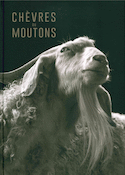 Chèvres ou moutons